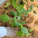 블루베리 키우기 묘목 나무 DIY 1주 세트 아파트 베란다 텃밭 만들기 깨비농장