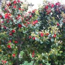 서천 마량리 동백나무 숲 이미지