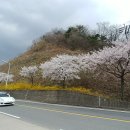 비내리는 일요일 오후에 북한강로에서 만난 벚꽃축제(가평 북한강로에서 삼화리벚꽃길까지) 이미지