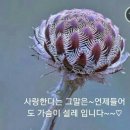 아리솔 이미지