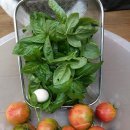 토마토 피자 이미지