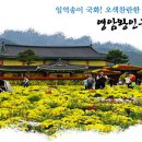 영암 왕인 국화축제(전남 영암) 이미지