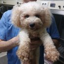 효자 동물병원 이미지