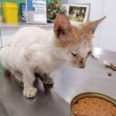 정이동물병원 이미지