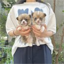 퍼피플라워 이미지