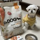 온잇독 | 닥터독 강아지눈물사료 추천 샘플사료 알러지사료 후기