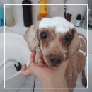 베베몽 | [수원 권선동 애견미] 베베몽: 리뷰 230개! 39번 재방문 단골이 말하는 '안심 케어'의 비결