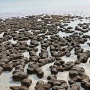 스트로마톨라이트 이미지