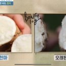 자라난 약초 이미지