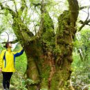 관음사의 왕벚나무자생지 이미지