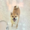 오늘도 해맑개 이미지