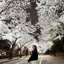 경북대학교 | 경북대학교 벚꽃 실시간 후기