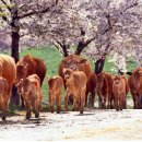 김영희목장 이미지