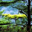 황금소나무 이미지