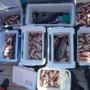 영일1호 이미지