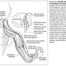 Chapter 9. Proprioception: The Control of Muscle Function - Muscle proprioception Spindle cell pathways for inhibition and facilitation 이미지