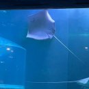 시네마통신 | 여수 실내 여행 추천, 겨울에 가기 좋은 '여수 아쿠아플라넷'내돈내산 후기(푸드코트,공연,주차)