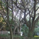 동백바다 이미지