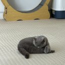 냥이 주택 이미지