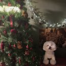 댕라이킷 이미지