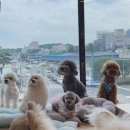 등교하개 이미지