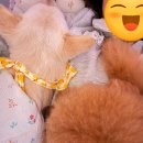 스토리멍 여수애견호텔/여수애견유치원 | 스토리멍 덕분에 완벽했던 여수 여행🌉🐕