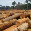 캄보디아 에서 벌목장,제재소 운영 합니다(Banngkirai,Pyinkad) 이미지