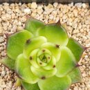 맑은아이 이미지