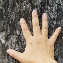 바다가 그리운 나무 이미지