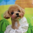 루이펫살롱 이미지