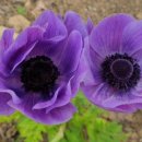 연평농장 이미지