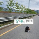 파리바게뜨이곡성서이마트점 | 달서하프마라톤대회, 초등학생 5km 경험담, 후기 [서부통신경외과] 성당동, 대구마라톤, 가을마라톤