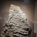 부영주택제주부영청소년수련원 | 제주 기억하기 1 / '비설(飛雪)'에 눈이 아리다 / '돌매화나무'를 아시나요