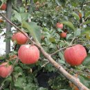 이영미농장 이미지