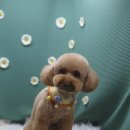 하리애견 이미지