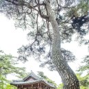 송강정 | 오인교의 전라도누정기행-담양 송강정(松江亭)-2