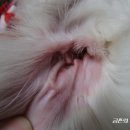 청안동물병원 이미지