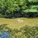 대추나무산장 이미지