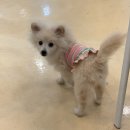 상대월쉼터 | 부천시청역 실내 애견카페, 멍스냅 반려견 없이 입장 가능한 후기!