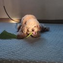 예솔녹즙