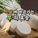 (山蔘)에 버금가는 무의 (效能) 이미지