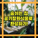 공기청정기 대신 공기정화식물, 우리 집의 작은 습지 | 숨쉬는 집 만들기 집안 공기질 개선을 위한 식물 추천