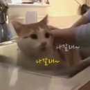 나갈래 이미지