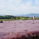 핑크뮬리 이미지