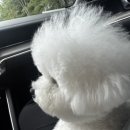 콩스몽스 이미지