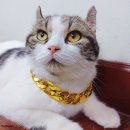 행복한고양이 이미지