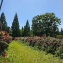 이마트24 안성죽산점 | 안성 죽산순교성지 장미개화현황 끝물에 다녀온 후기