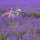 하늬농장 이미지