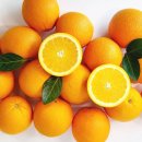 오렌지 이미지