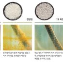 죽염본가 네이버블로그